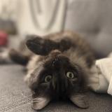 Photo de chat perdu à La Tour De Treme