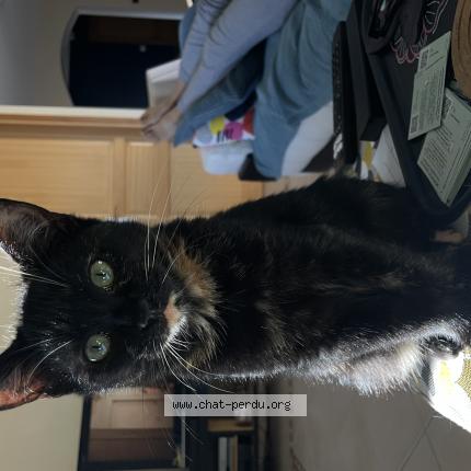 Photo 1/1 Violette Chat perdu à La jarne