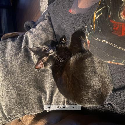 Photo 1/1 YUMI Chat perdu à Outarville