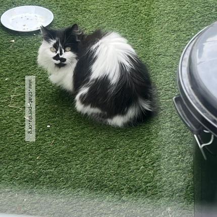 Photo 1/1 Chat trouvé Trouvé à Tourcoing