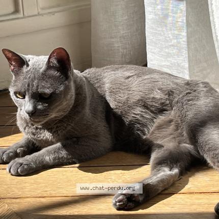 Photo 1/1 Litchi Chat perdu à Crouy en thelle