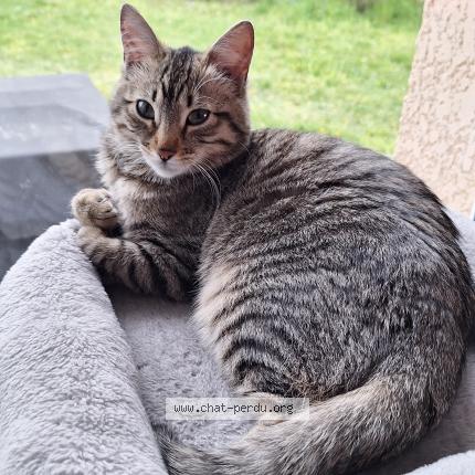 Photo 1/2 Louna Chat perdu à La buisse coublevie ou grenoble