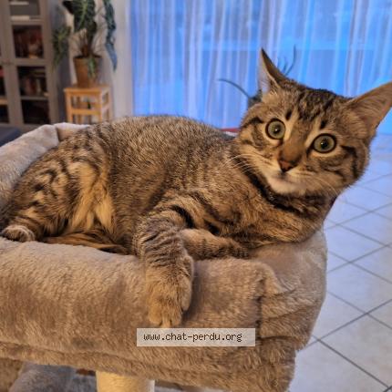 Photo 2/2 Louna Chat perdu à La buisse coublevie ou grenoble