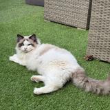 Photo de chat perdu à Choisy Le Roi