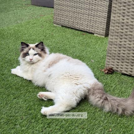 Photo 1/1 vicky Chat perdu à Choisy le roi