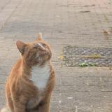 Photo de chat trouvé à Linselles