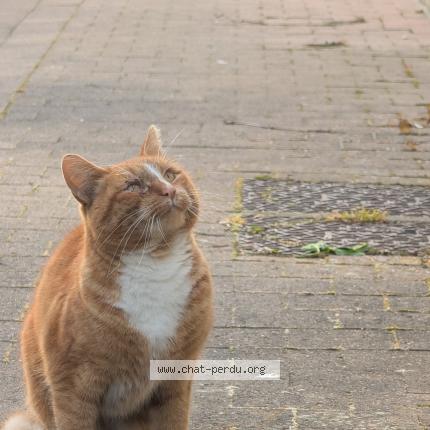 Photo 1/1 Chat trouvé Trouvé à Linselles