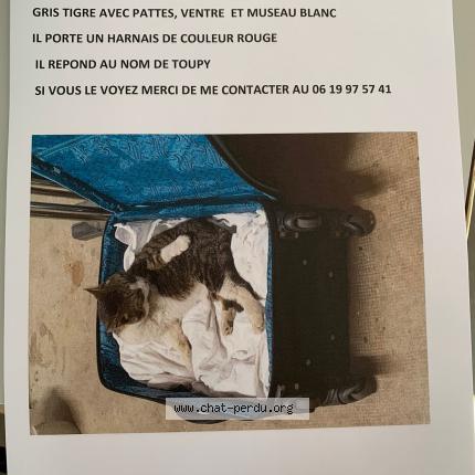 Photo 1/1 Toupie Chat perdu à Condat