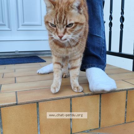 Photo 1/1 Chat retrouvé Trouvé à Suresnes