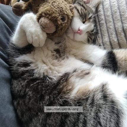 Photo 1/1 Pistache Chat perdu à Tarare