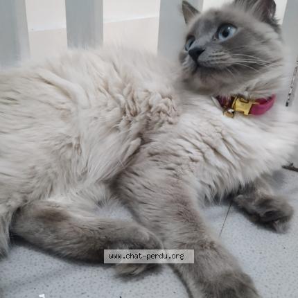 Photo 1/1 Nelly Chat perdu à Bezons