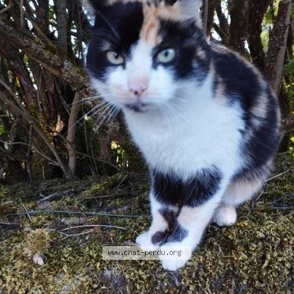 Photo 1/1 Chat trouvé Trouvé à Saint leger magnazeix