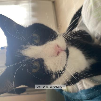 Photo 1/1 Figaro Chat perdu à Saint quentin