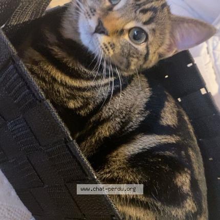 Photo 1/1 Popome Chat perdu à Laon