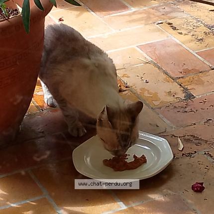 Photo 1/1 Chat retrouvé Perdu à Toulouse