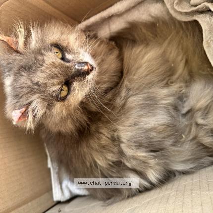 Photo 1/1 Chat trouvé Trouvé à Le passage d agen