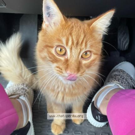 Photo 1/1 Simba Chat perdu à Marseillan