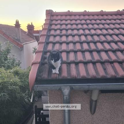Photo 2/3 GISQUETTE Chat perdu à Villeneuve saint georges