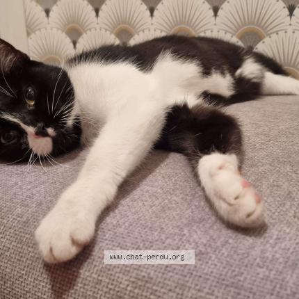 Photo 3/3 GISQUETTE Chat perdu à Villeneuve saint georges