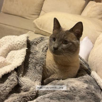 Photo 1/1 Tigrou Chat perdu à La seyne perdu