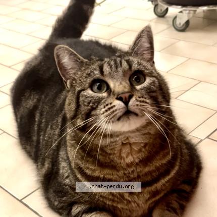 Photo 1/1 YOUPI Chat perdu à Nantes