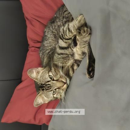 Photo 1/1 Chanel Chat perdu à Martignas sur jalle