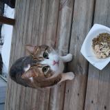 Photo de chat trouvé à Chomedey Laval