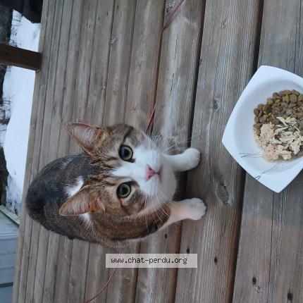 Photo 1/1 Chat trouvé Trouvé à Chomedey laval