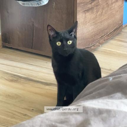 Photo 1/1 Toupie Chat perdu à Montpellier