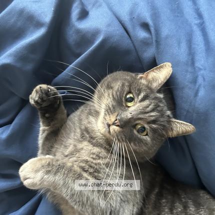 Photo 1/1 Nala Chat perdu à Juigne sur loire