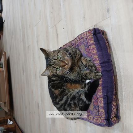 Photo 1/1 Lucette Chat perdu à Montauban