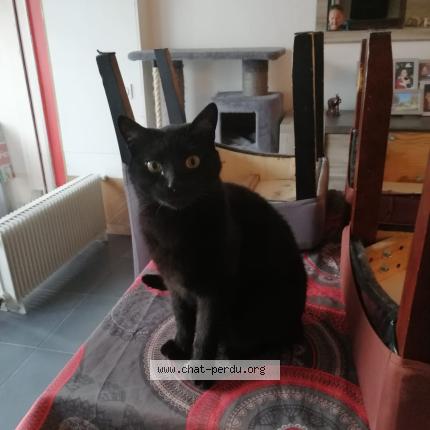 Photo 1/1 Loki Chat perdu à Perpignan