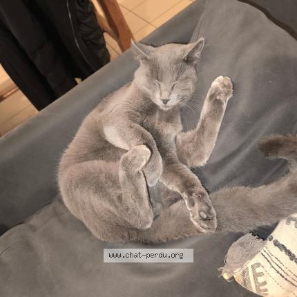 Photo 1/1 Trex Chat perdu à Andancette