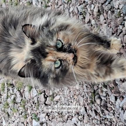 Photo 1/1 April Chat perdu à Charolles