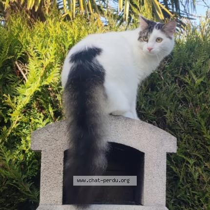 Photo 1/1 Nougat Chat perdu à Roissy en brie