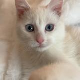 Photo de chat perdu à Tourcoing