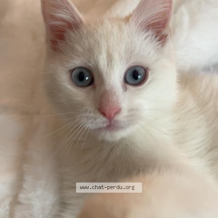 Photo 1/1 Snow Chat perdu à Tourcoing