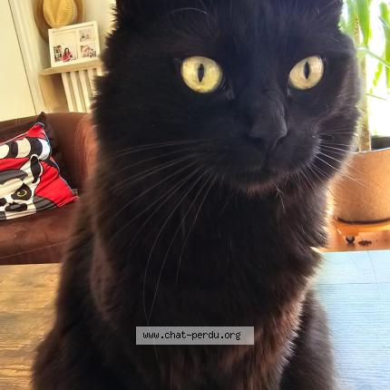 Photo 1/2 Mademoiselle Chat perdu à Autainville