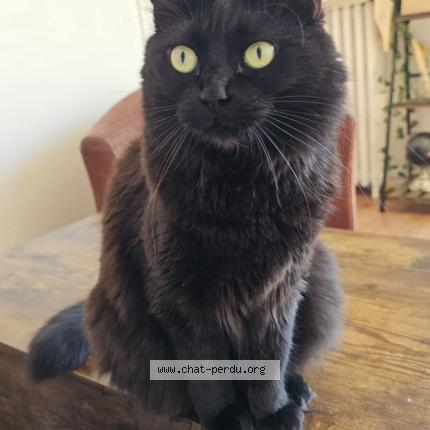 Photo 2/2 Mademoiselle Chat perdu à Autainville