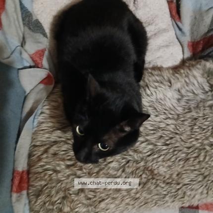 Photo 1/3 Onix Chat perdu à Talais