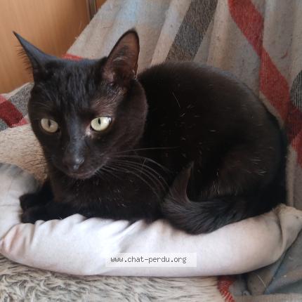 Photo 1/1 Onix Chat perdu à Talais
