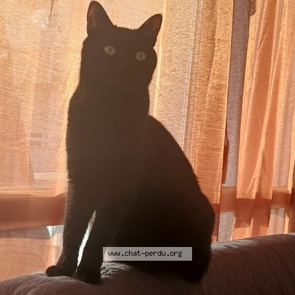 Photo 3/3 Onix Chat perdu à Talais