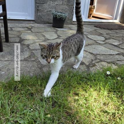 Photo 1/1 Chat trouvé Trouvé à Plerguer