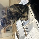 Photo de chat perdu à Quebec