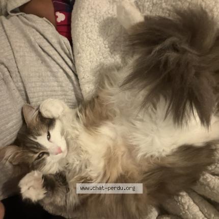 Photo 1/1 Simba Chat perdu à Checy