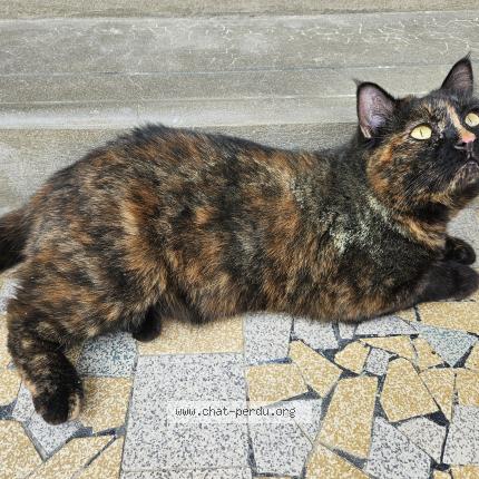 Photo 1/1 Biboune Chat perdu à Domino