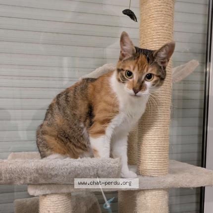 Photo 1/1 Cannelle Chat perdu à Eysines