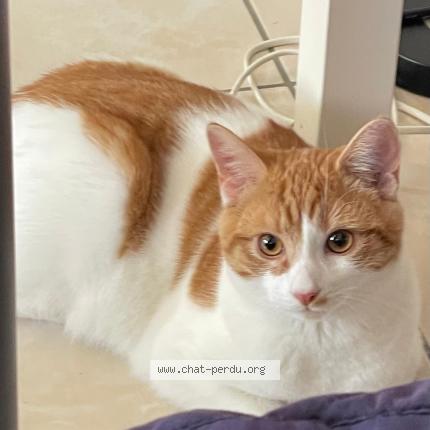 Photo 1/1 Vassam Chat perdu à Bulle
