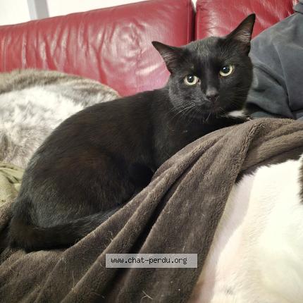 Photo 1/1 Chat retrouvé Perdu à Argentan