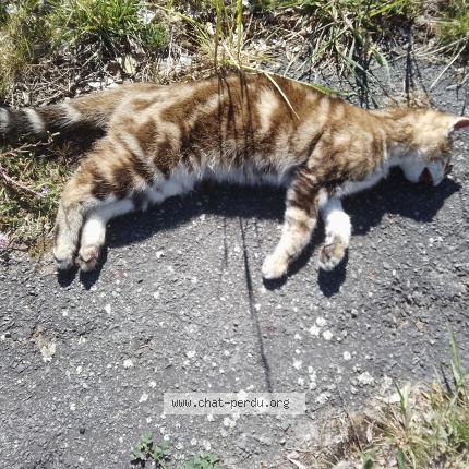 Photo 1/1 Chat trouvé Trouvé à Cusset